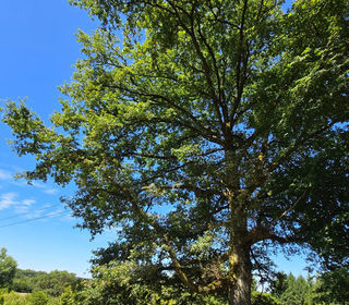  Terrain � vendre 8875 m�