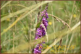  Terrain � vendre 2783 m�