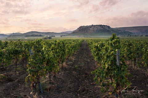 Propriete viticole bio AOP Faug&egrave;res &agrave; vendre  ROQUESSELS (34) 9,8ha de vignes 28ha de landes caves 572m&sup2; 489900 34320 Roquessels