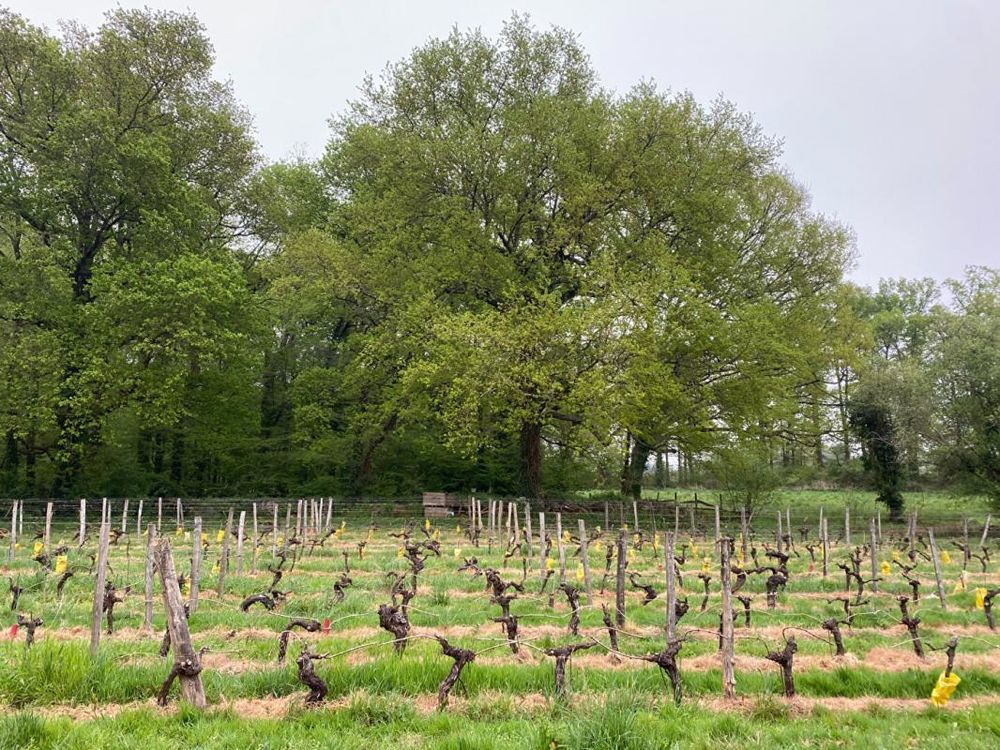 � vendre  Maison Saint-Magne-de-Castillon (33350)