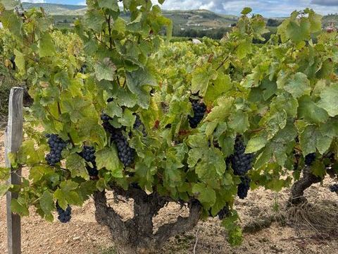 A vendre- Parcelle viticole en CRU  BEAUJOLAIS- VILLAGES  PRUZILLY (71) 10000 71570 Pruzilly