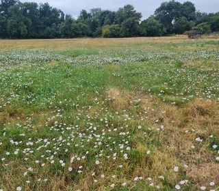  Terrain � vendre 1616 m�