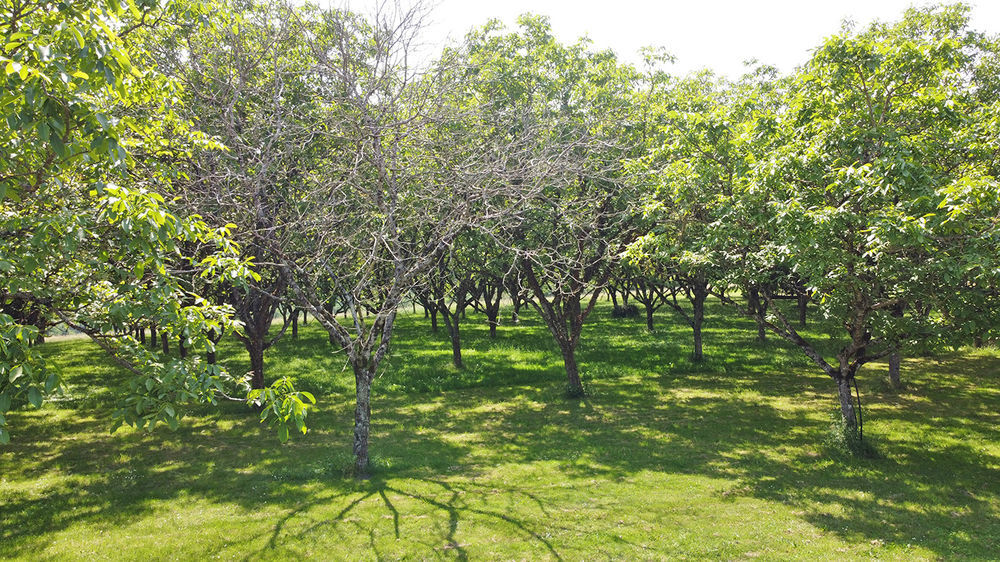 � vendre  Maison Tamni�s (24620)