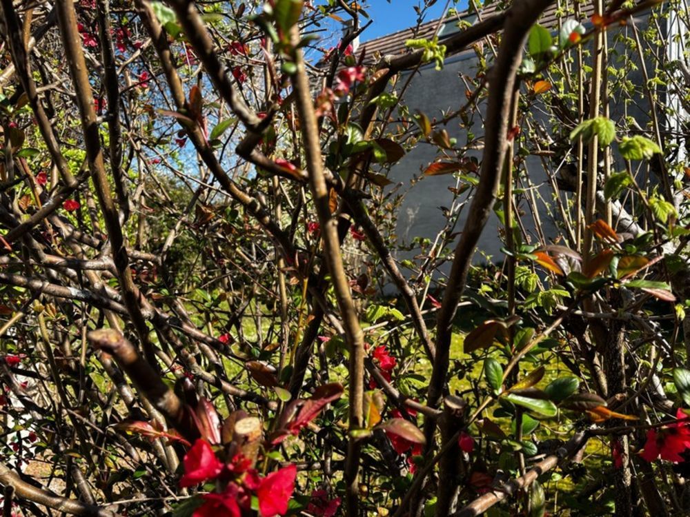 � vendre  Maison Meudon (92190)