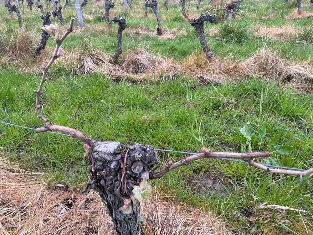 � vendre  Maison Saint-Magne-de-Castillon (33350)