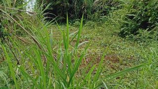  Terrain � vendre 5303 m�