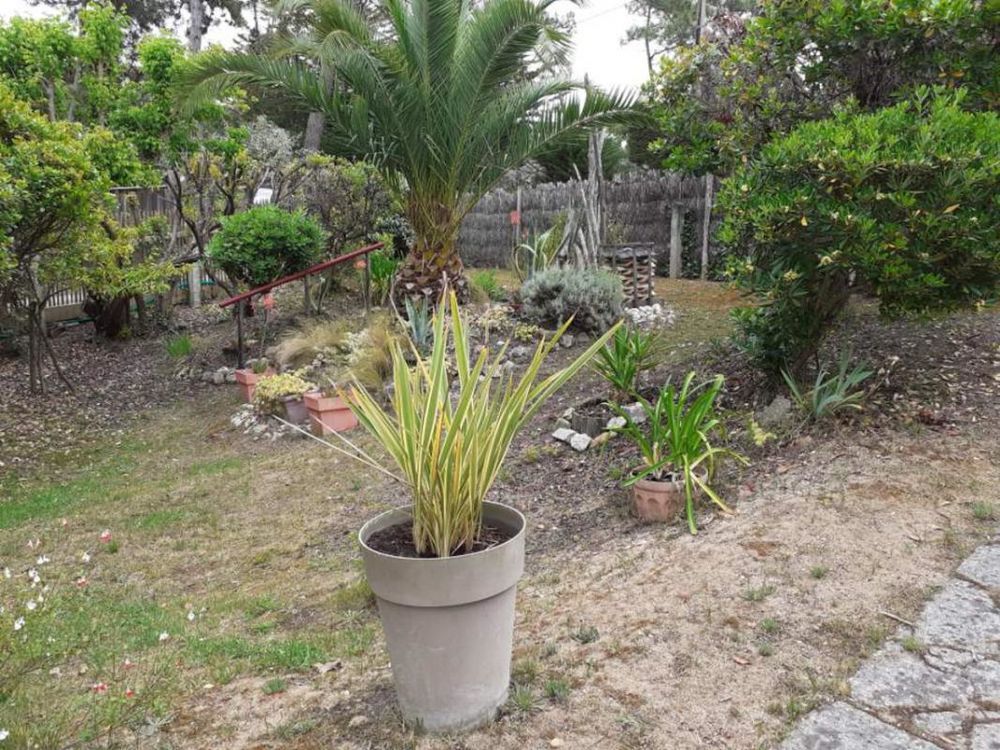 � vendre  Maison L�ge-Cap-Ferret (33950)