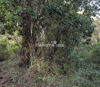  Terrain � vendre 3920 m�