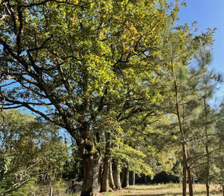  Propri�t�/ch�teau � vendre 9 pi�ces 240 m�