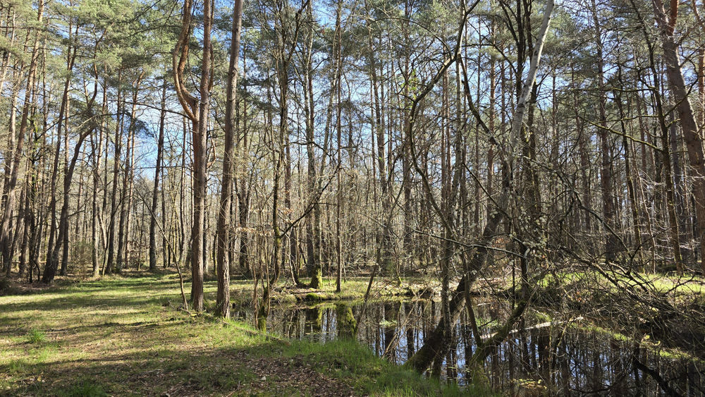 � vendre  Propri�t�/ch�teau Villefranche-sur-Cher (41200)