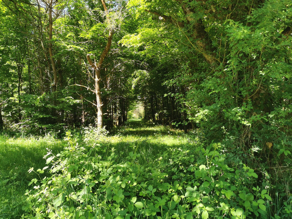 � vendre  Propri�t�/ch�teau Lusigny (03230)