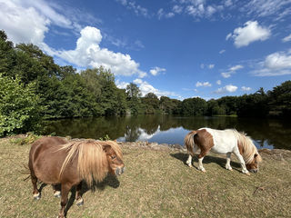  Propri�t�/ch�teau � vendre 13 pi�ces 450 m�