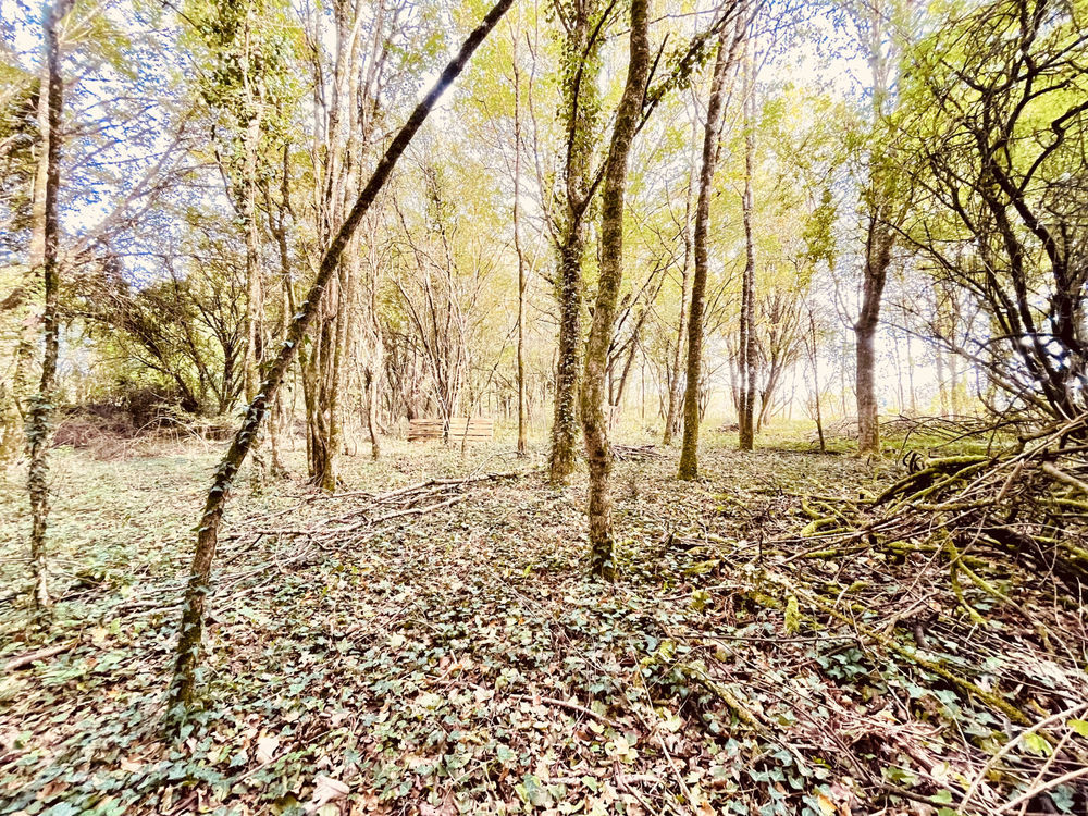 � vendre  Maison Le Vigeant (86150)