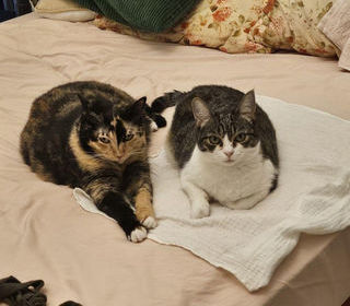  Appartement � louer 1 pi�ce 18 m�