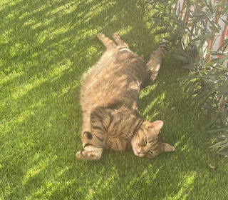  Appartement � louer 1 pi�ce 66 m�