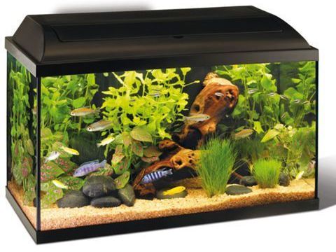 Recupère poisson  exotique ou  d'eau froide 1 59420 Mouvaux