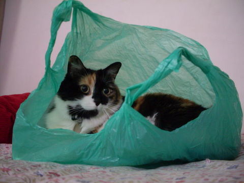 PERDUE le 30/08/2013 chatte, &agrave; saint gely du fesc 1 34980 Saint-g�ly-du-fesc