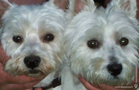 Splendide westie male de 1 an dispo pour saillie 1 59420 Mouvaux