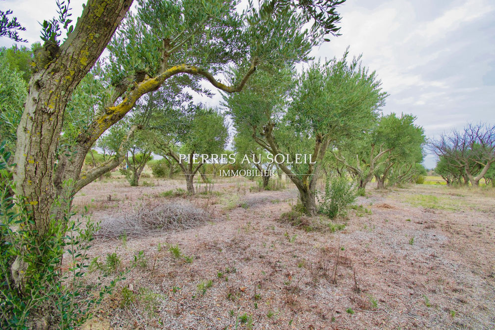 � vendre  Maison M�ze (34140)