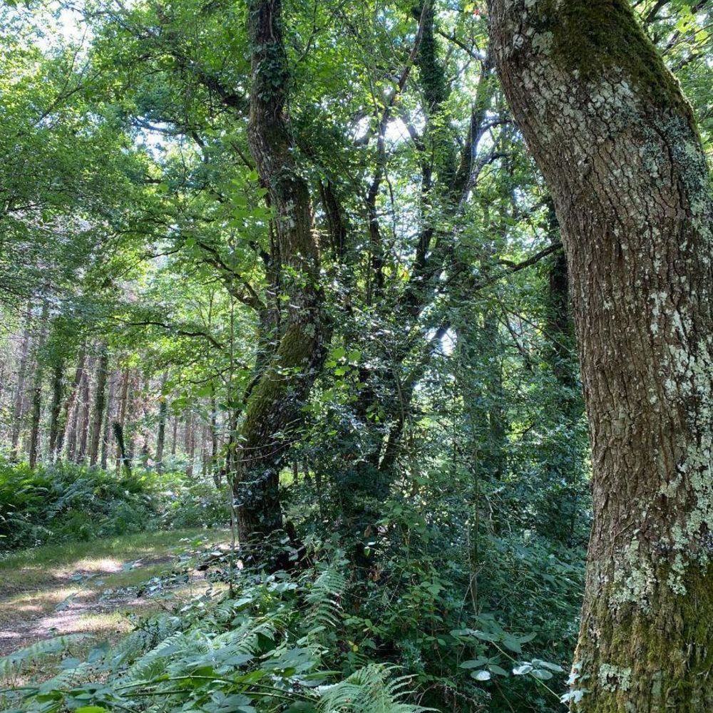 � vendre  Maison Ch�tillon-sur-Indre (36700)