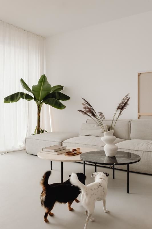 Appartements neufs   Avignon (84000)