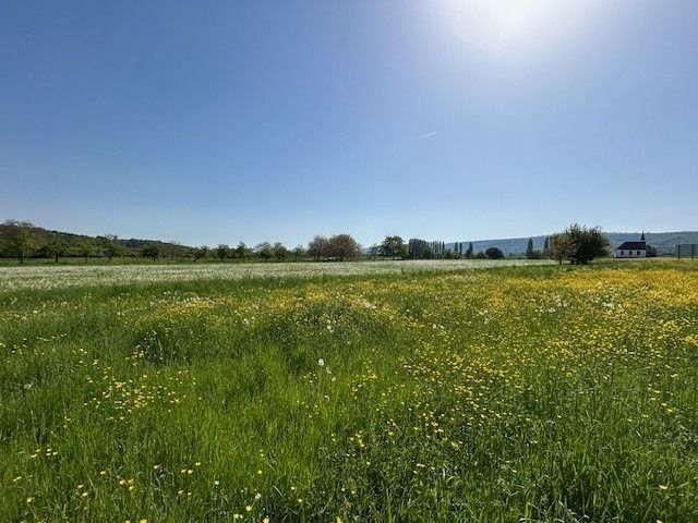 Terrains  batir   Raedersdorf (68480)