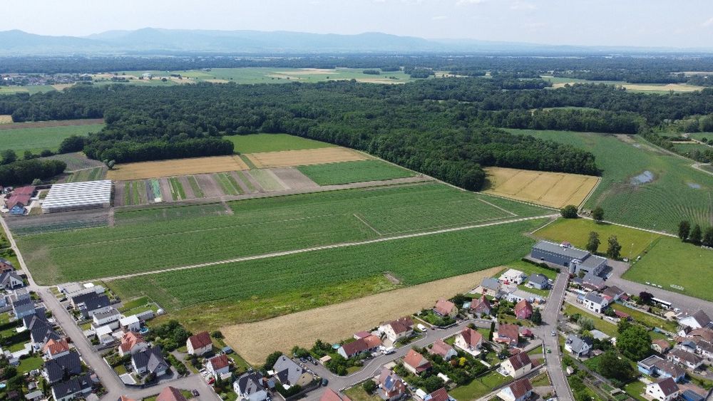 Terrains à batir   Bindernheim (67600)