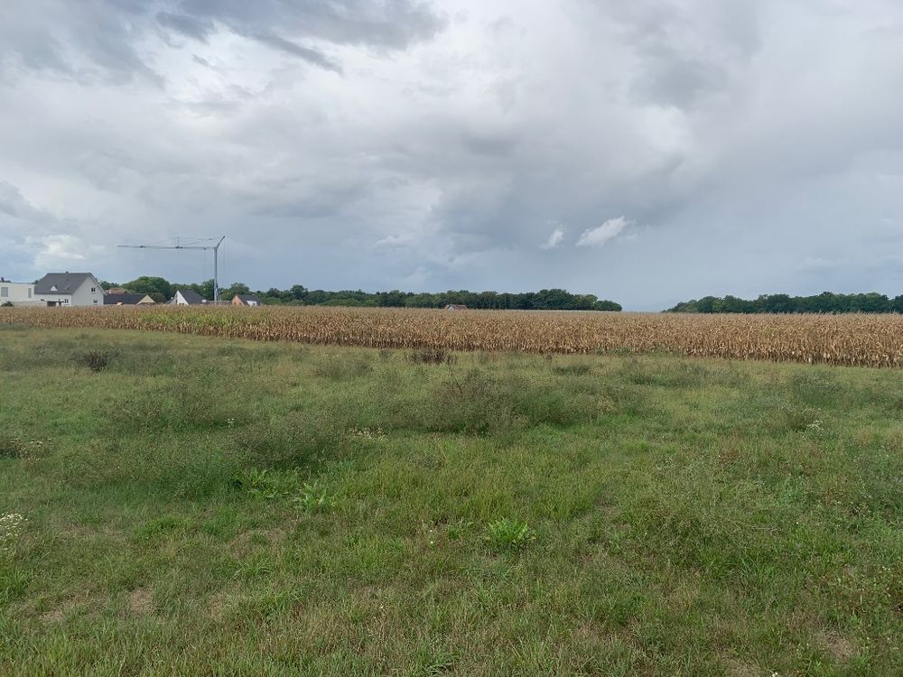 Terrains  batir   Bindernheim (67600)