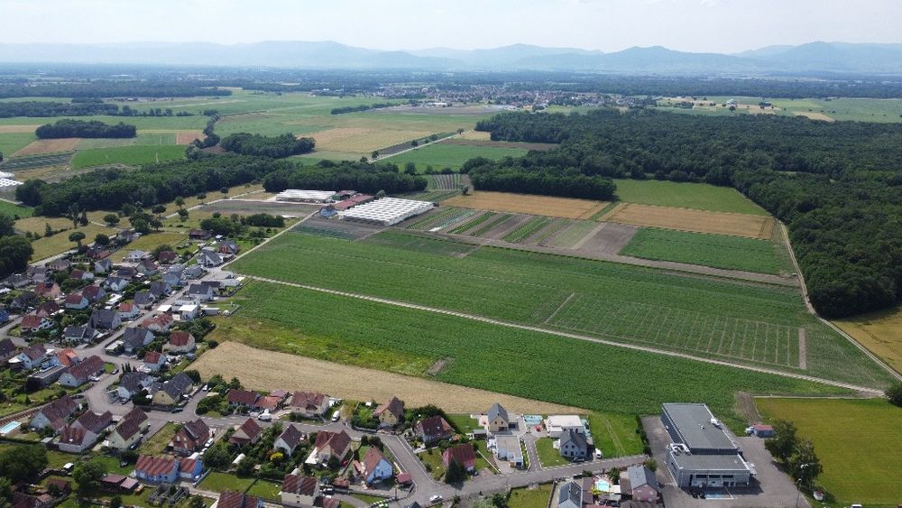 Terrains à batir   Bindernheim (67600)