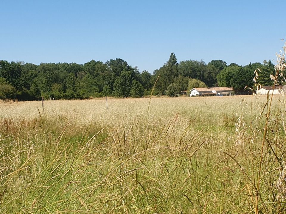 Maisons neuves   Saint-Christoly-de-Blaye (33920)