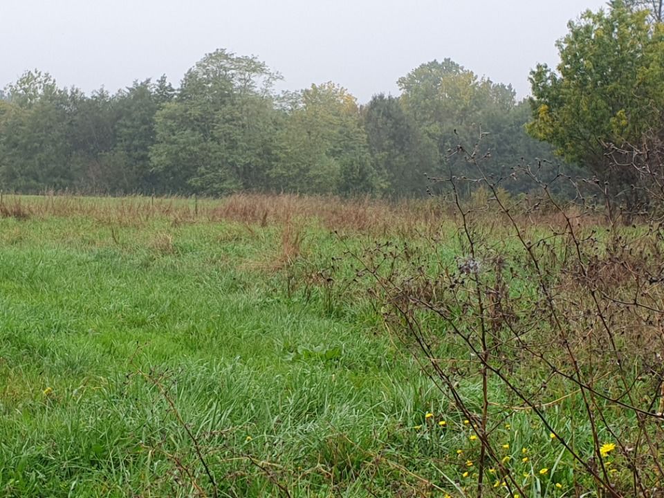 Maisons neuves   Tizac-de-Lapouyade (33620)