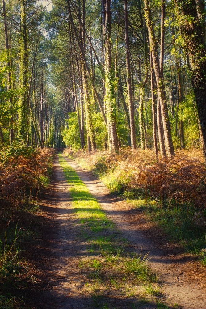 Vivez entre océan et nature à Messanges Située au coeur ....