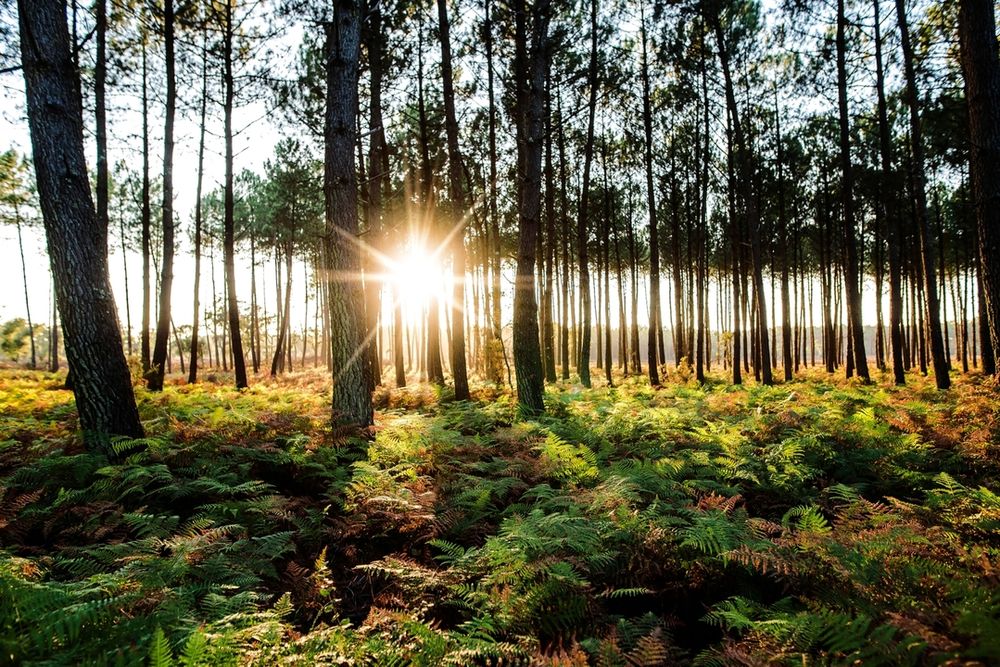 Vivez entre océan et nature à Messanges Située au coeur ....