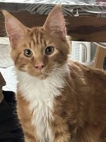 Male Maine coon loof 990 71390 Sassangy
