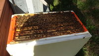 essaim d'abeilles 120 25000 Besanon