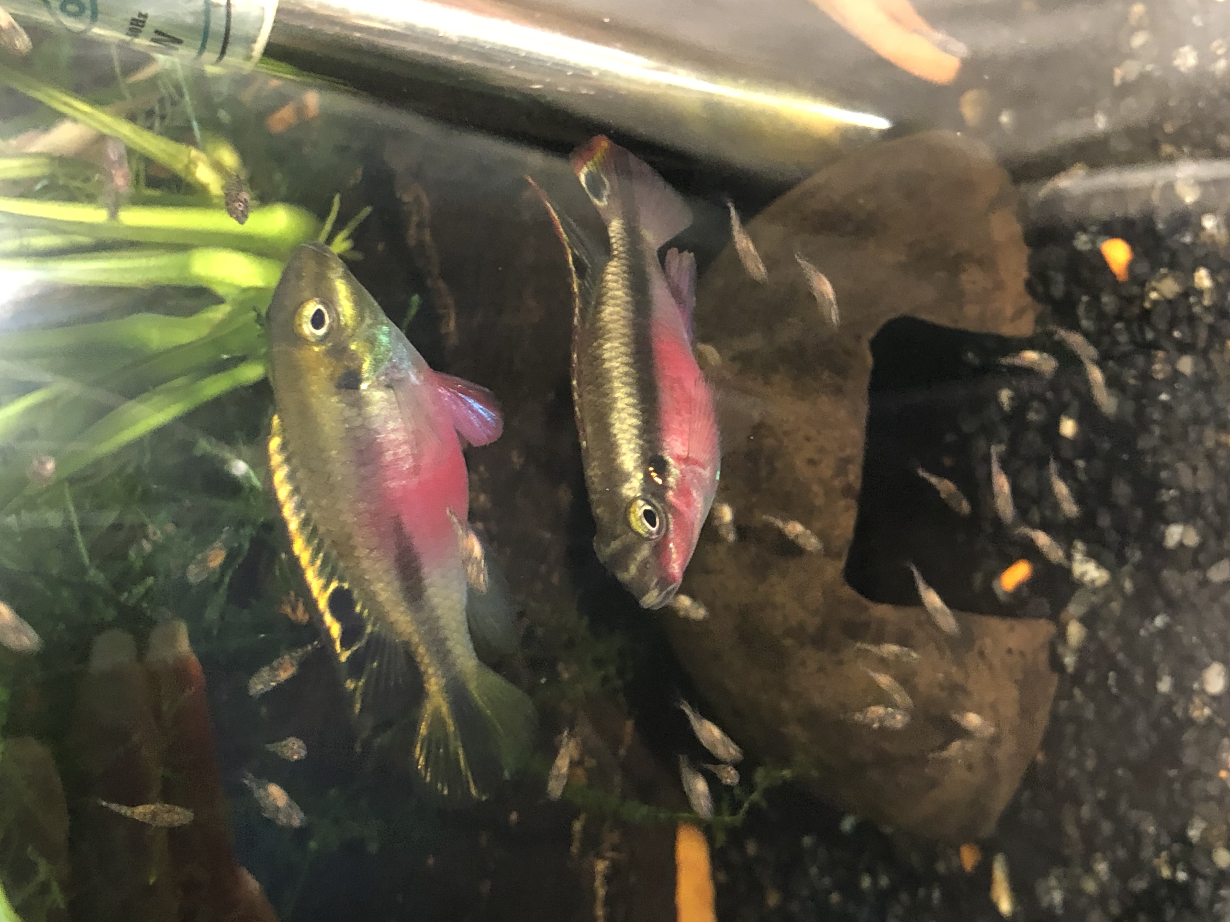 poissons pelvicachromis pulcher pelmato kribensis 3 57300 Mondelange