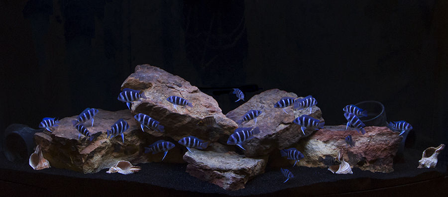 Cyphotilapia Gibberosa Moba F1(frontosa) 20 21250 Pagny-le-ch�teau