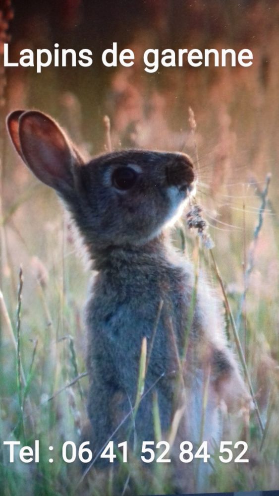 LAPINS DE GARENNE 12 56000 Vannes