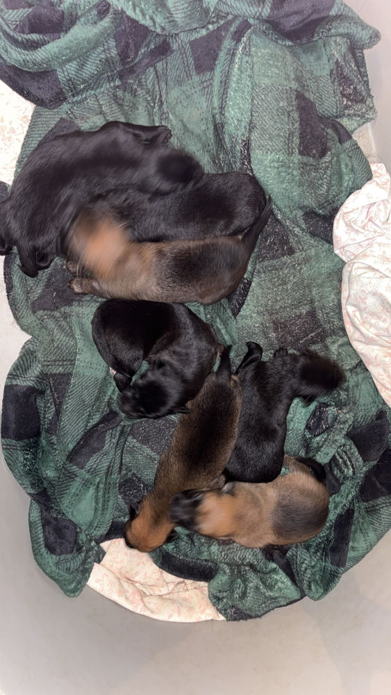 Chiots 150 38150 Salaise-sur-sanne