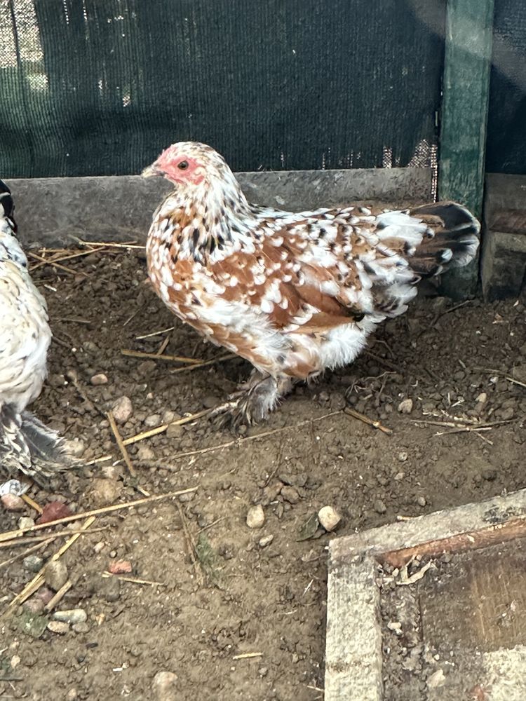 Poules bantam de P&eacute;kin 30 31490 L�guevin