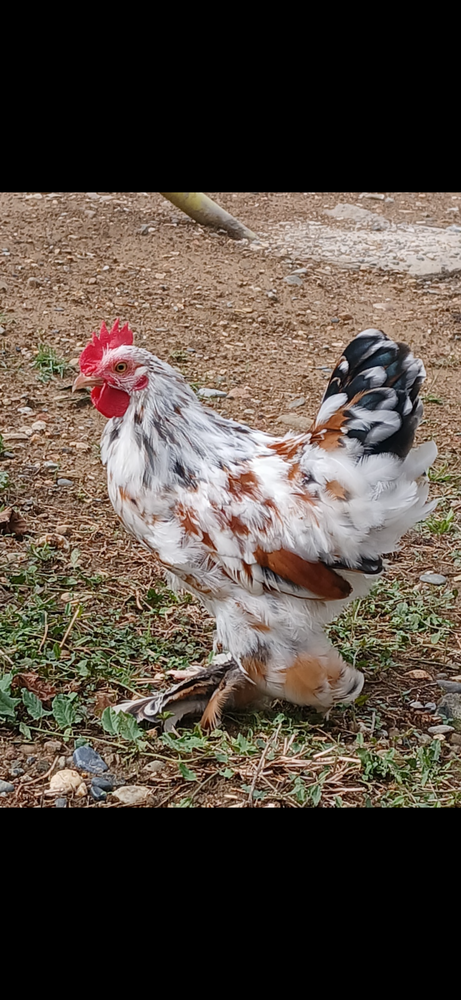 Coq Bantam de P&eacute;kin 10 31490 L�guevin