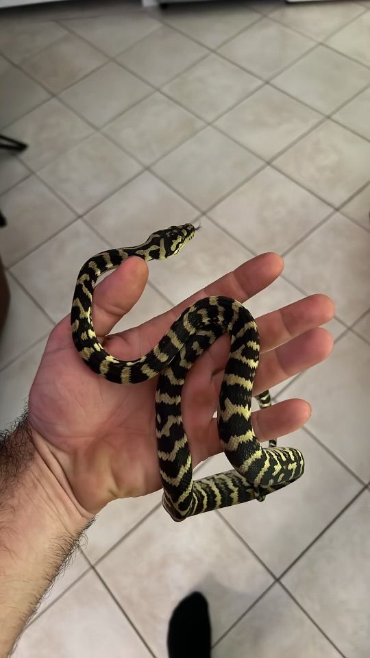 Python Morelia Spilota Cheynei 300 82000 Montauban