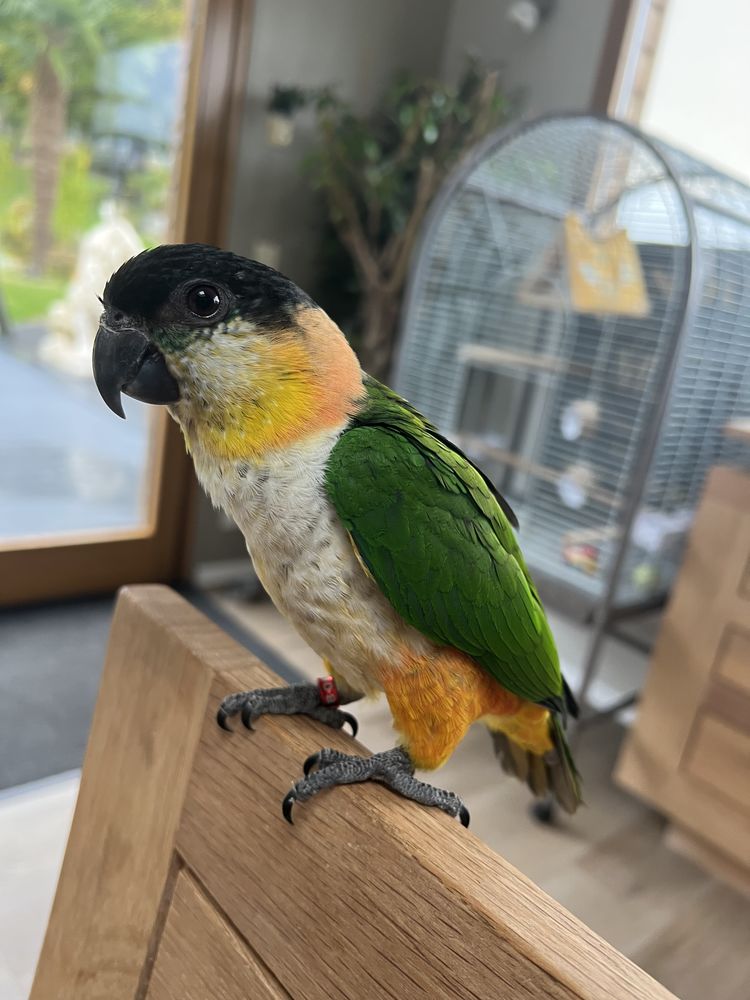 Ca&iuml;que eam ages de 4 mois 450 60140 Bailleval