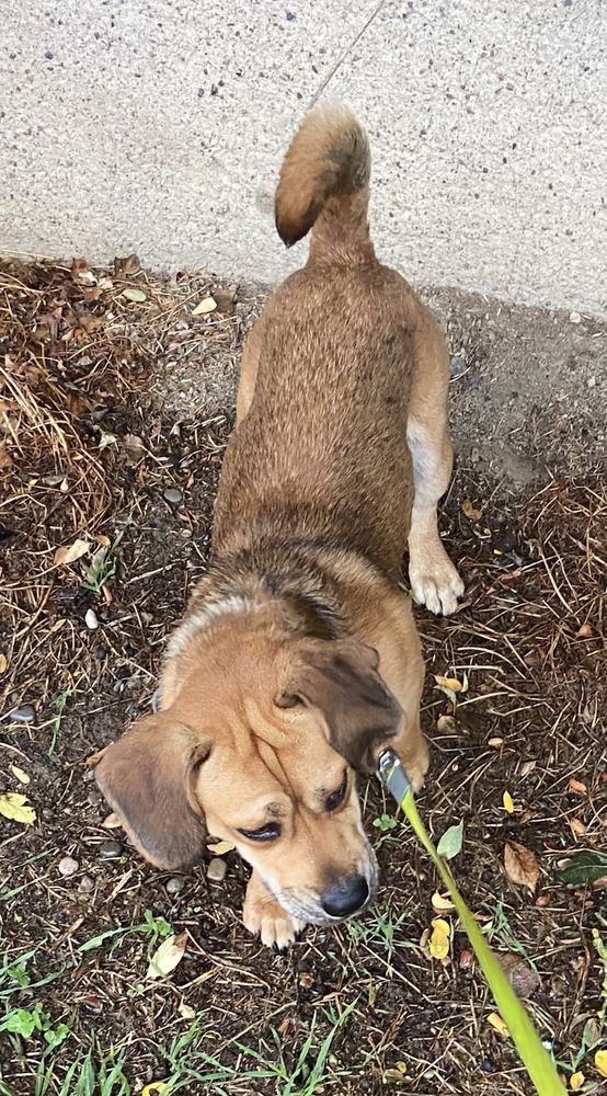 Chien m&acirc;le type teckel 400 68790 Morschwiller-le-bas