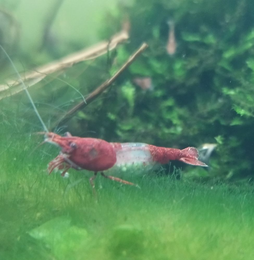 Crevettes rouge transparente 1 84000 N�mes