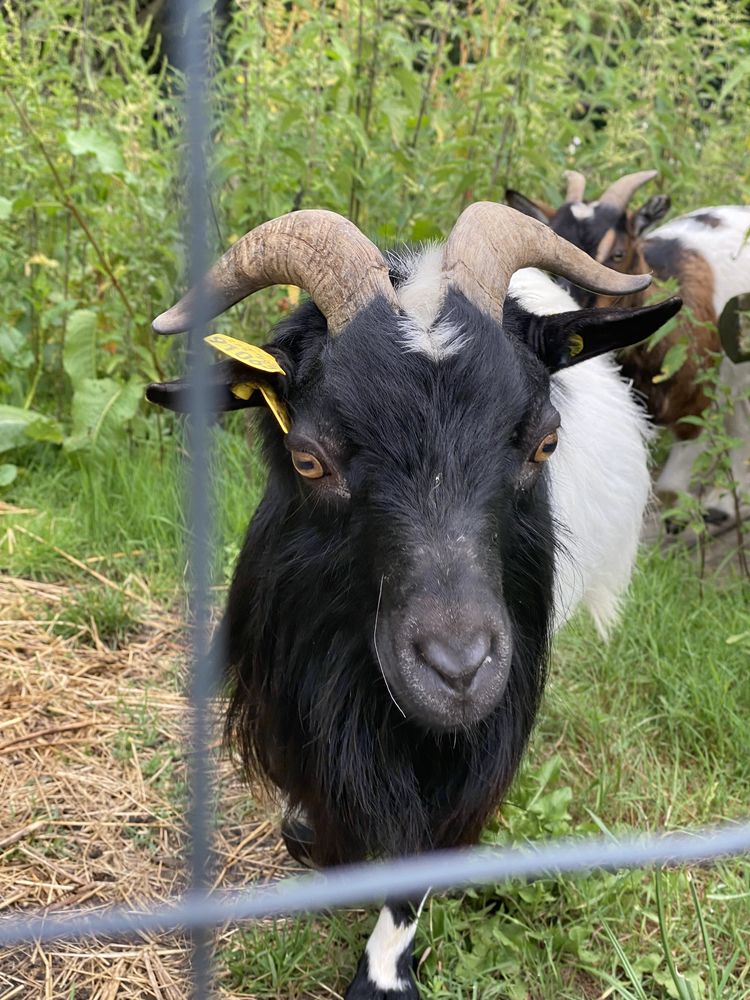 Bouc nain 0 33650 Saint-selve