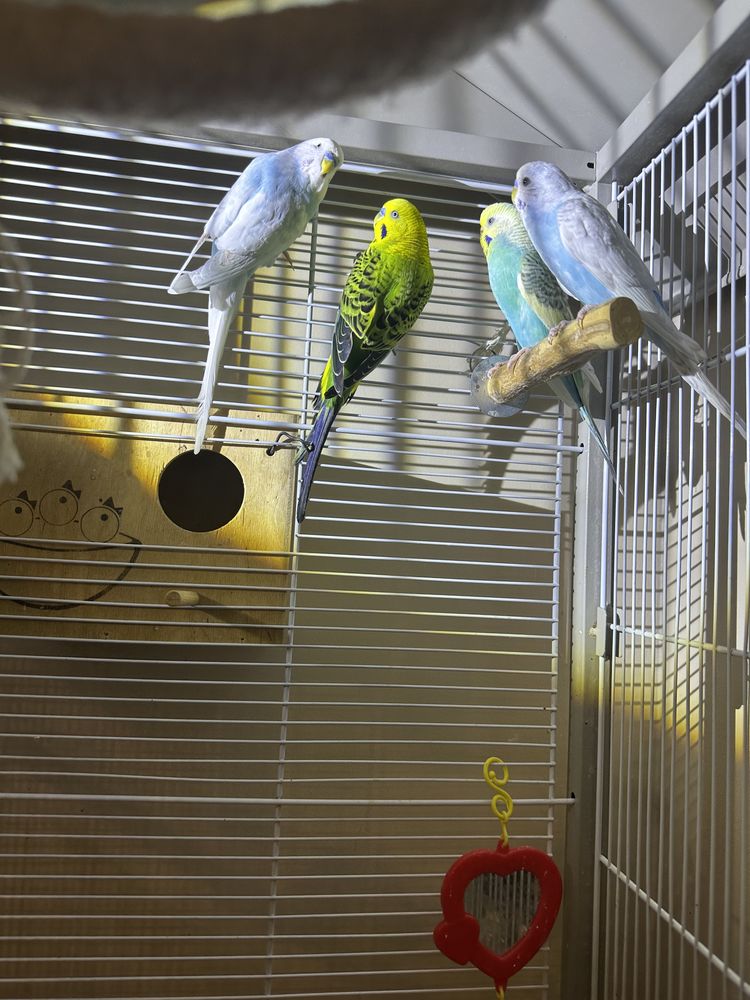 Perruches ondul&eacute;es disponibles 0 94430 Chennevi�res-sur-marne