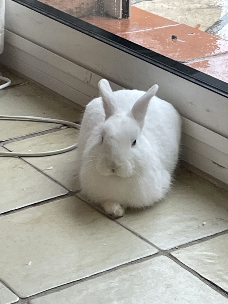 C&egrave;de lapin blanc 40 83350 Ramatuelle