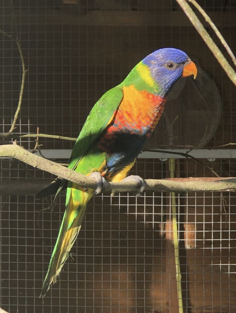 Perruche  femelle loriquet de swainson 200 79200 Ch�tillon-sur-thouet