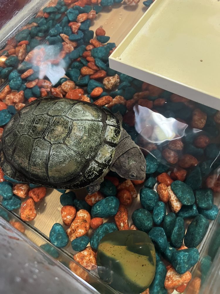 Don d'une tortue Palomedusa Subrufa. 0 91150 �tampes